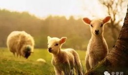 妖怪爆料三只羊内幕新闻,妖怪独家爆料