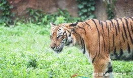掠食猛兽爆料视频下载,独家爆料视频深度解析