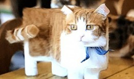 瓜哥吃瓜画猫视频大全免费观看,免费观看视频大全，带你领略趣味猫画世界