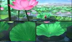 荷花最近爆料视频大全,精彩瞬间尽收眼底