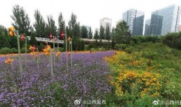 太原花海爆料最新消息,繁花似锦，游人如织，共赏春日美景