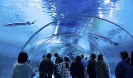 水底世界爆料视频大全,水底世界爆料视频大全精彩回顾