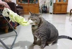 瓜哥吃瓜画猫视频大全免费观看,免费观看视频大全，带你领略趣味猫画世界