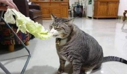 瓜哥吃瓜画猫视频大全免费观看,免费观看视频大全，带你领略趣味猫画世界