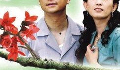 木棉花的春天在线观看,在线共赏花开盛宴