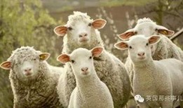 妖怪爆料三只羊内幕新闻,妖怪独家爆料