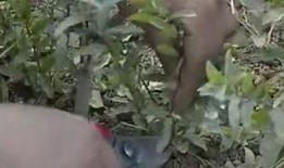 甘蔗爆料原视频,揭秘原视频背后的惊人真相