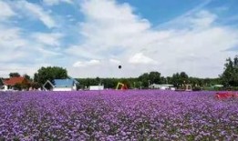 太原花海爆料最新消息,繁花似锦，游人如织，共赏春日美景