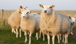 妖怪爆料三只羊内幕新闻,妖怪独家爆料