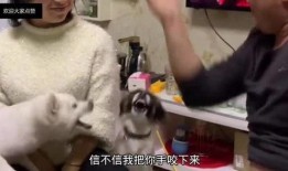 兄弟爆料搞笑段子大全视频,搞笑段子大全视频集锦