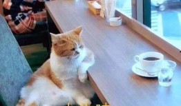 瓜哥吃瓜画猫视频大全免费观看,免费观看视频大全，带你领略趣味猫画世界