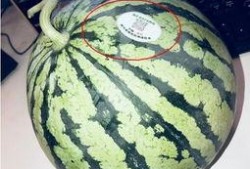 网红的瓜在哪吃,探寻“瓜在哪吃”的独特风味之旅