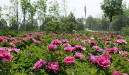太原花海爆料最新消息,繁花似锦，游人如织，共赏春日美景