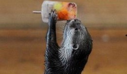 今日动物爆料新闻,今日动物爆料新闻聚焦奇闻异事