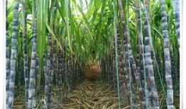 甘蔗爆料原视频,揭秘原视频背后的惊人真相