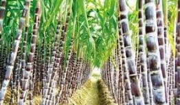 甘蔗爆料原视频,揭秘原视频背后的惊人真相