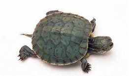 乌龟服最新爆料,神秘面纱揭开，揭秘背后惊人真相！