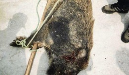 杭州野猪最新爆料一头,神秘生物现身，揭秘野猪世界！